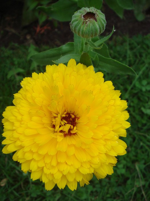 Calendula officinalis 'Pacific Lemon Giant' fleur